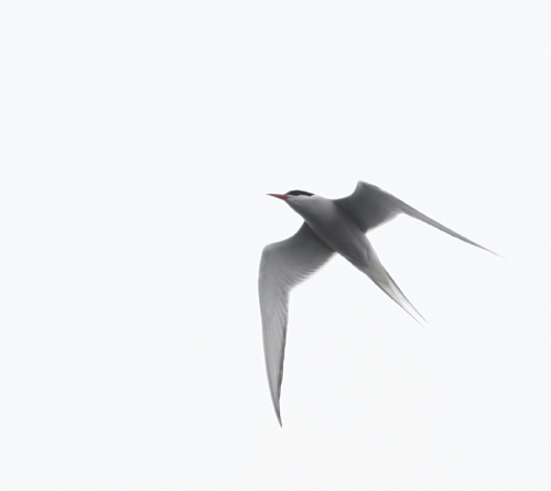 Arctic Tern